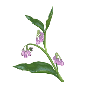 Allantoin (Comfrey Extract)