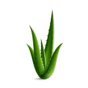 Aloe Vera Extract