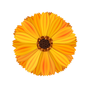 calendula Extract
